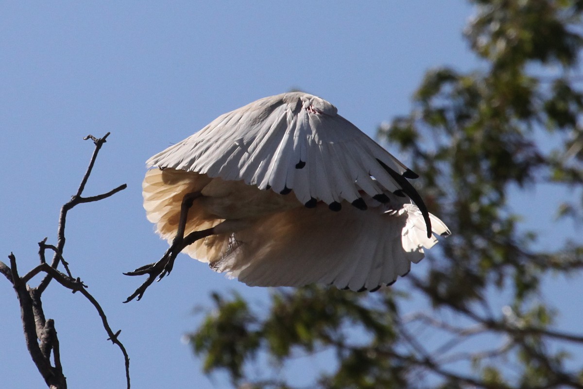 Australian Ibis - ML552944031