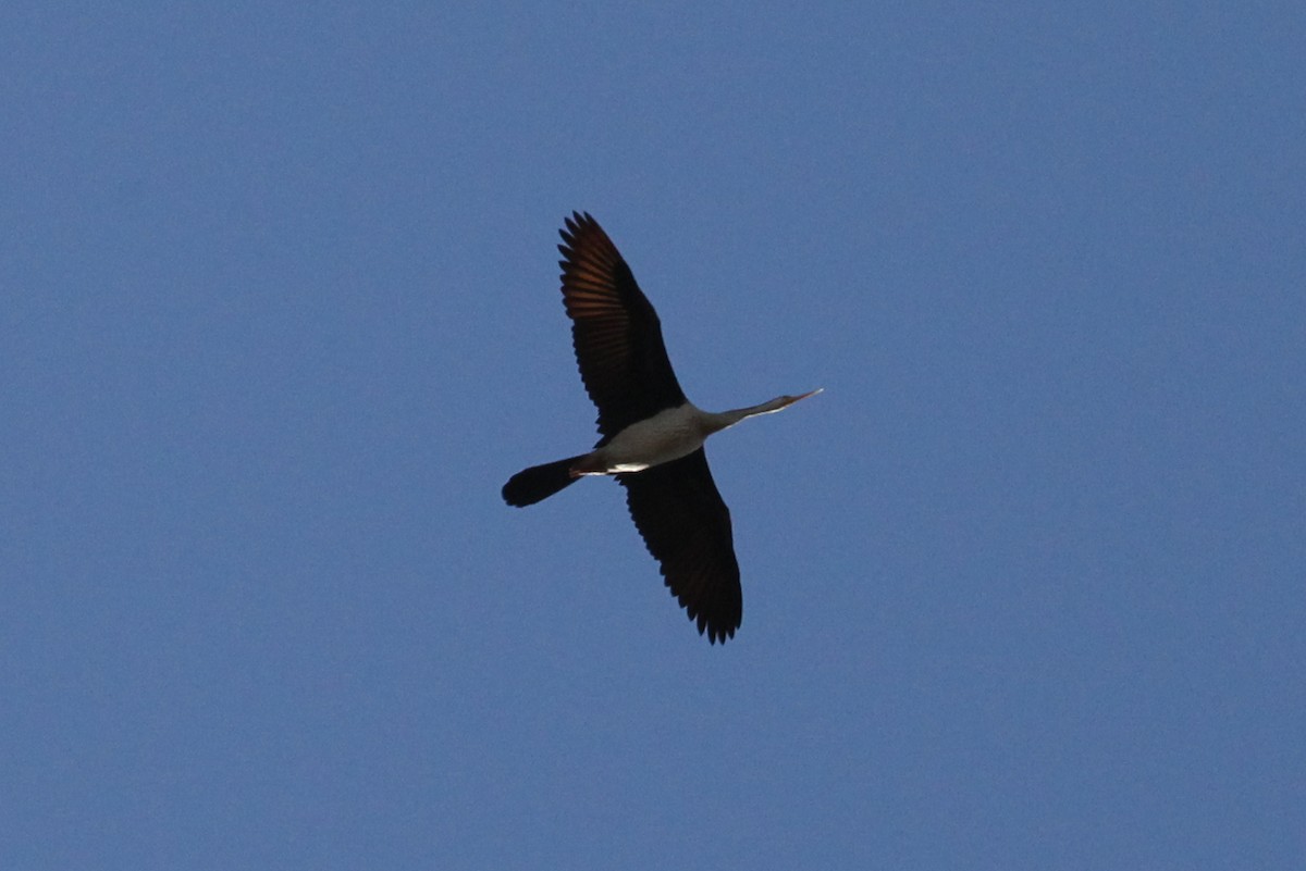 Australasian Darter - ML552945361