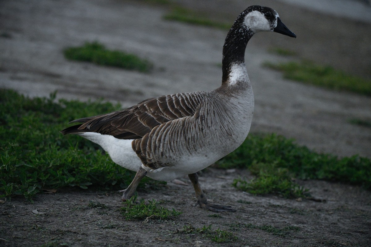 tamgås (domestisert Anser sp.) x kanadagås (hybrid) - ML552945561