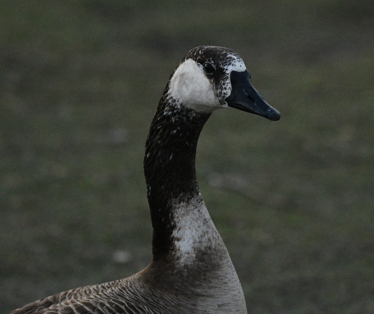 Domestic goose sp. x Canada Goose (hybrid) - ML552945581