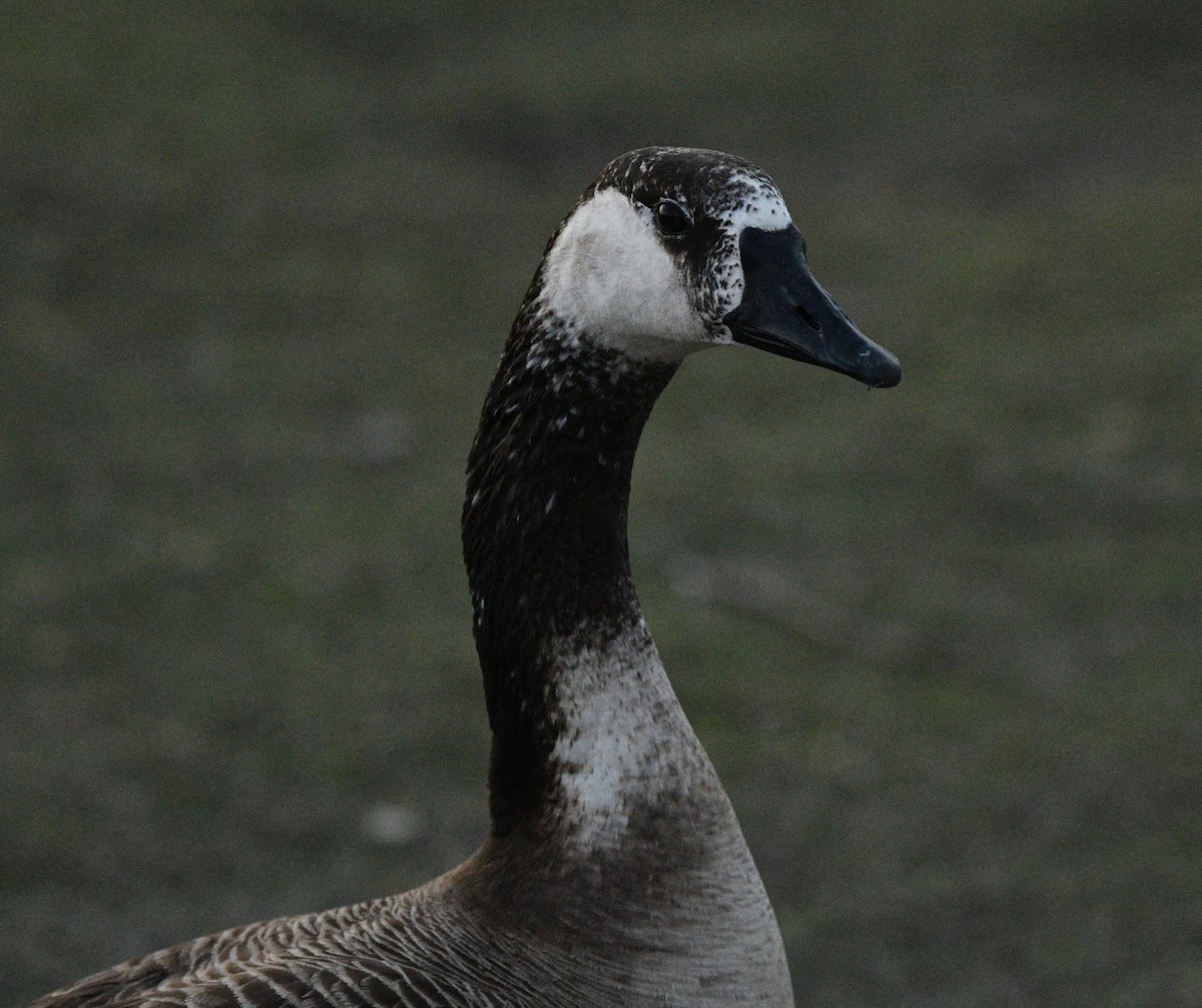 tamgås (domestisert Anser sp.) x kanadagås (hybrid) - ML552945581