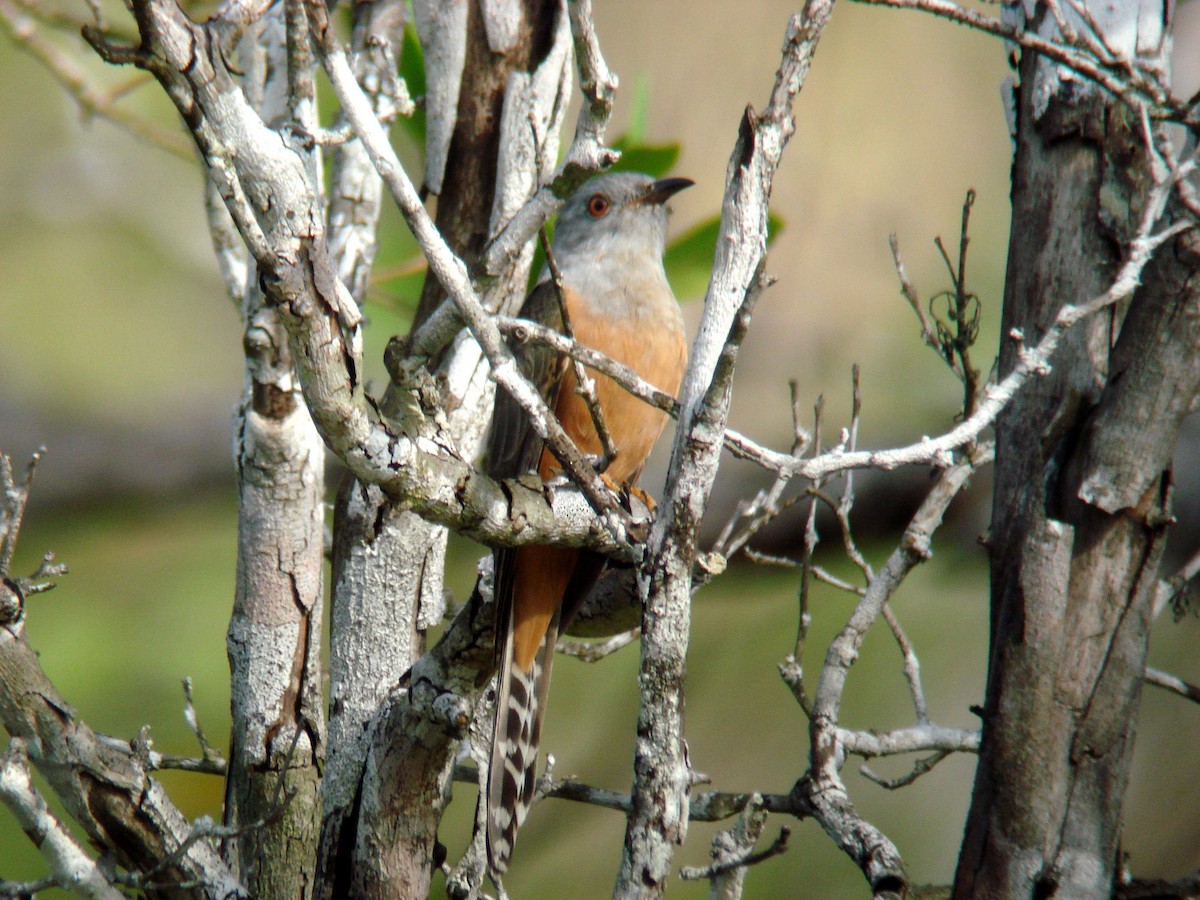 Plaintive Cuckoo - Rich Bayldon