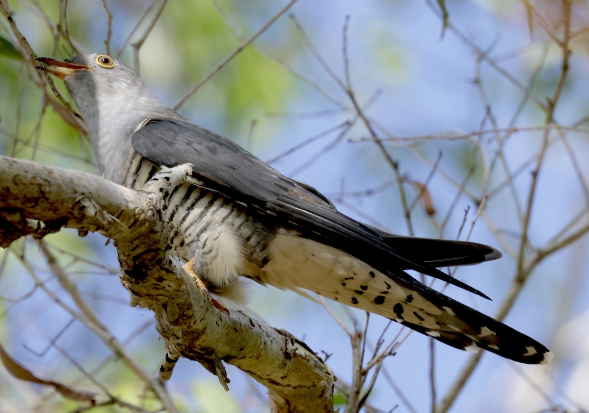 Oriental Cuckoo - ML552946151