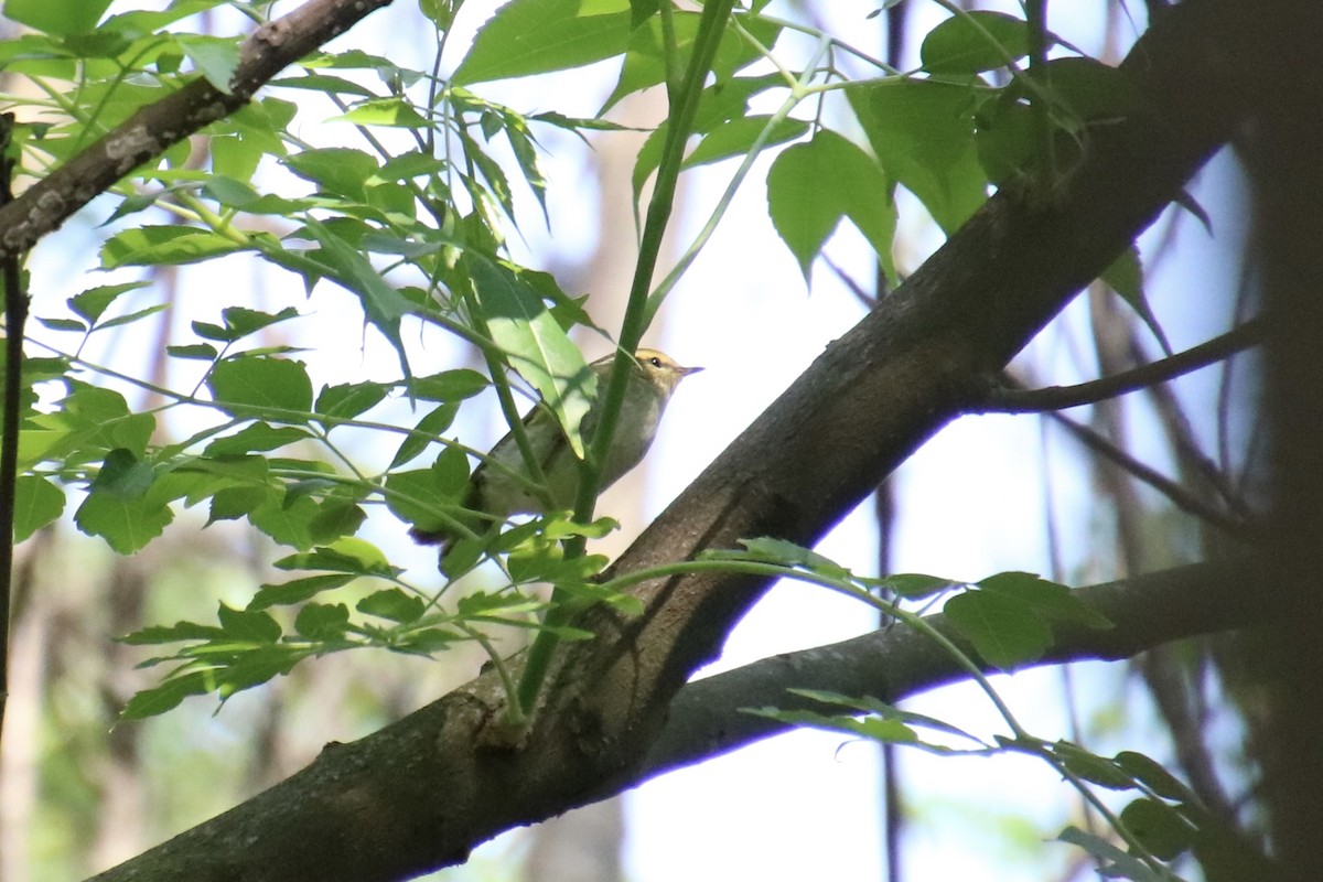 Yellow-browed Warbler - Yu-Xiang Huang