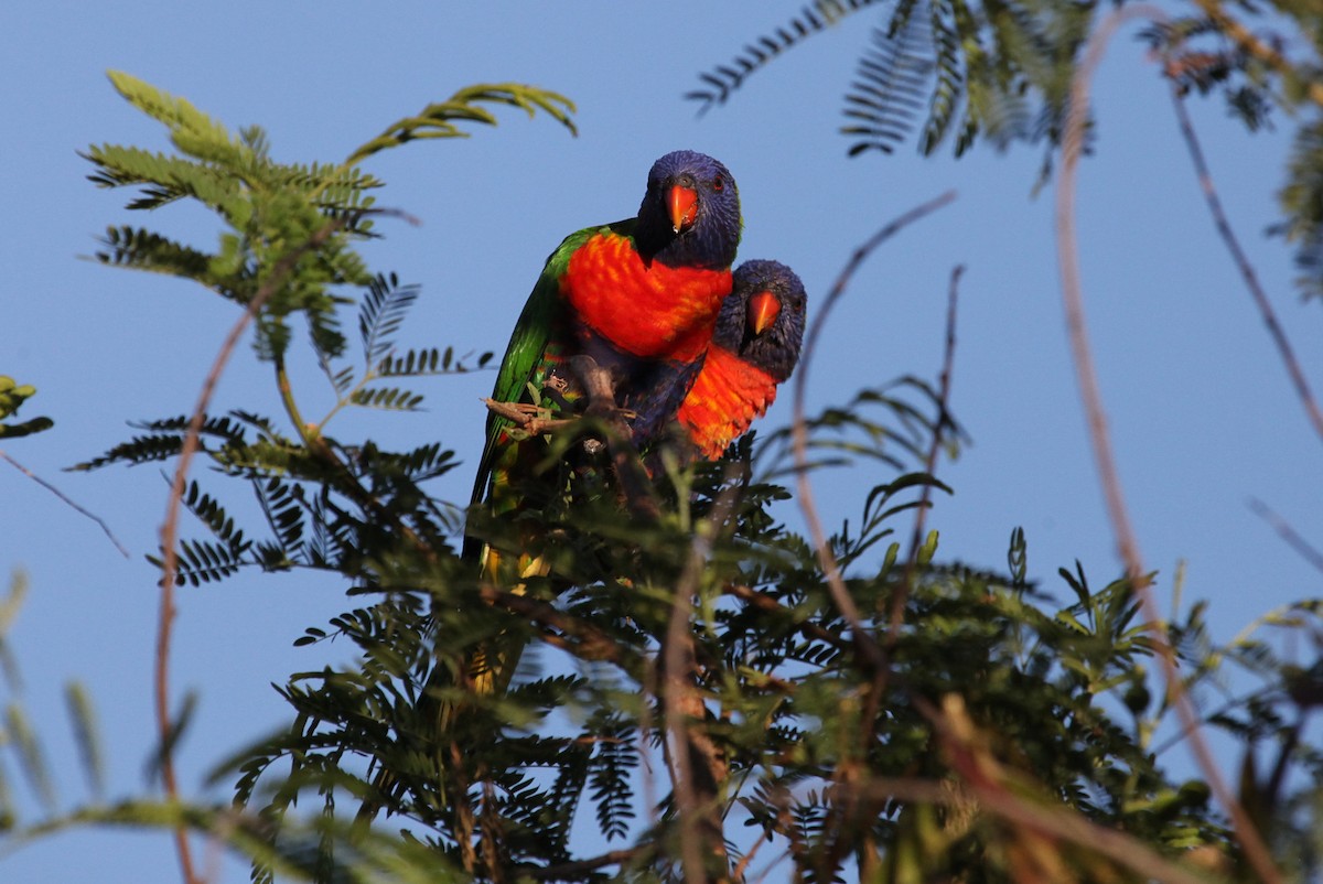 Rainbow Lorikeet - ML552947611