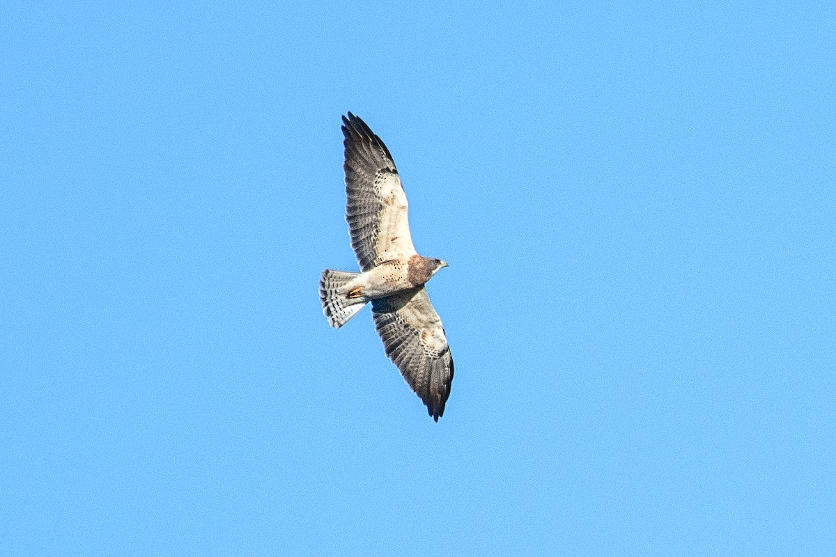 Swainson's Hawk - ML552948661