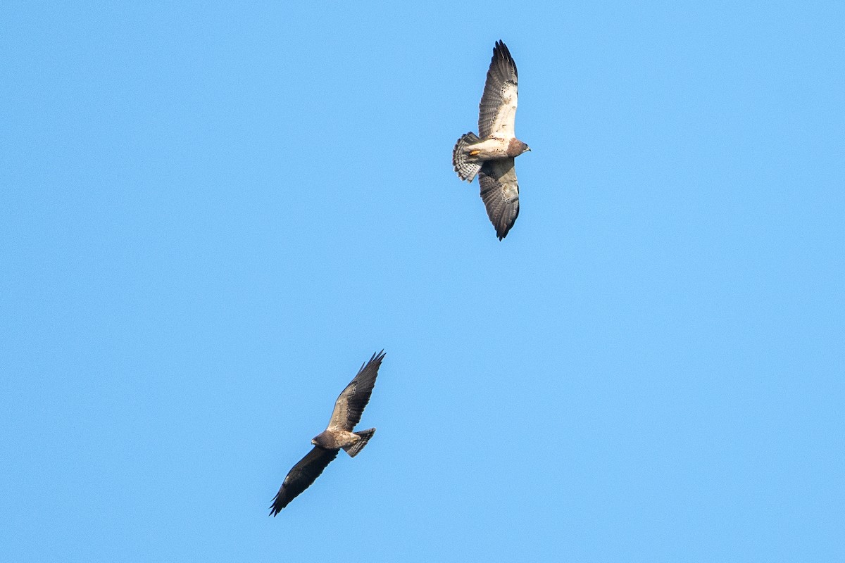 Swainson's Hawk - ML552948671