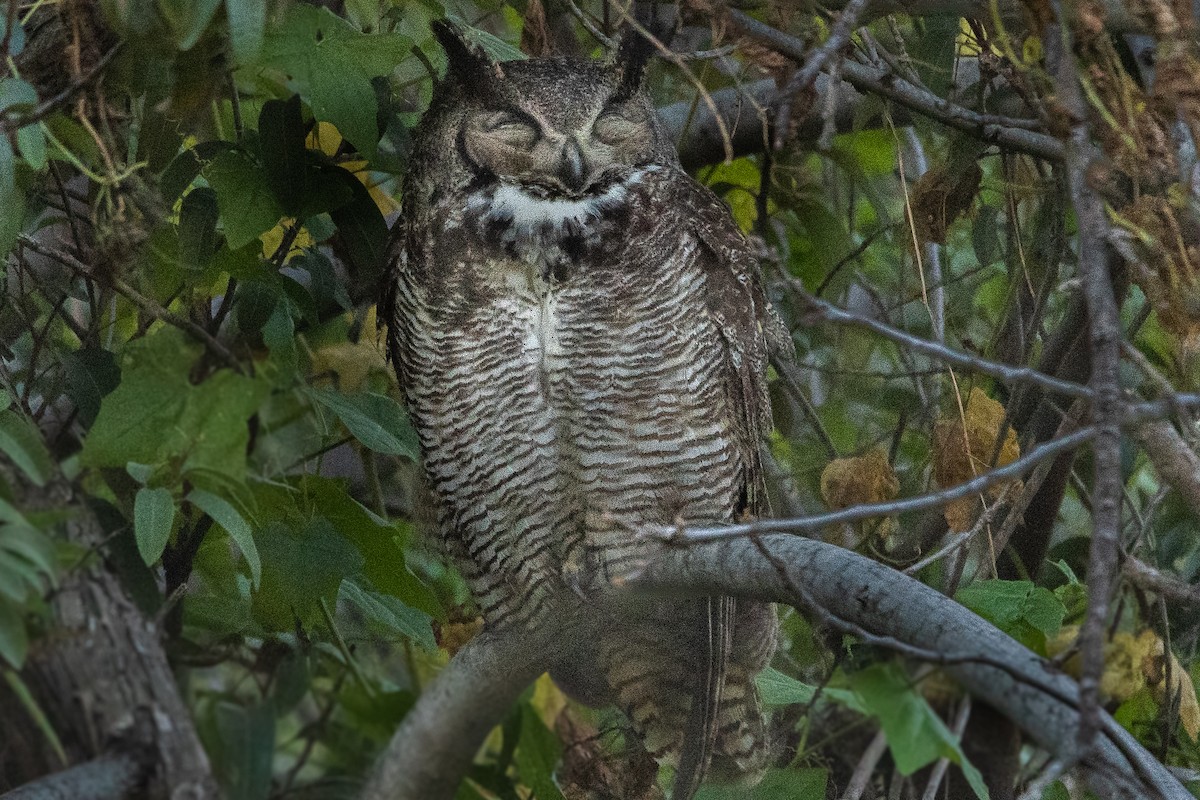 Great Horned Owl - ML552949281