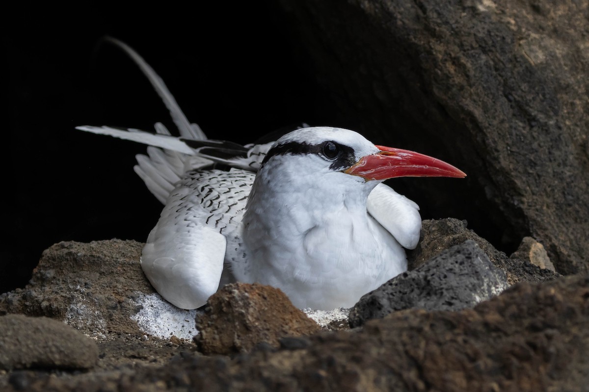 Red-billed Tropicbird - Alex Lamoreaux