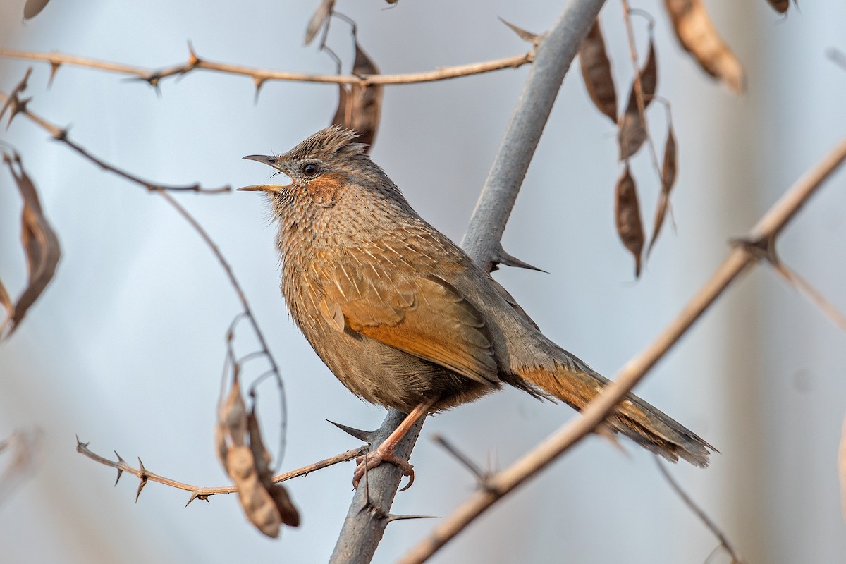 Streaked Laughingthrush - ML552950321