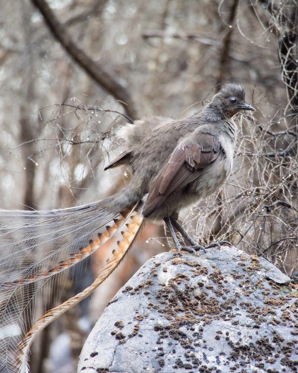 Superb Lyrebird - ML552951541