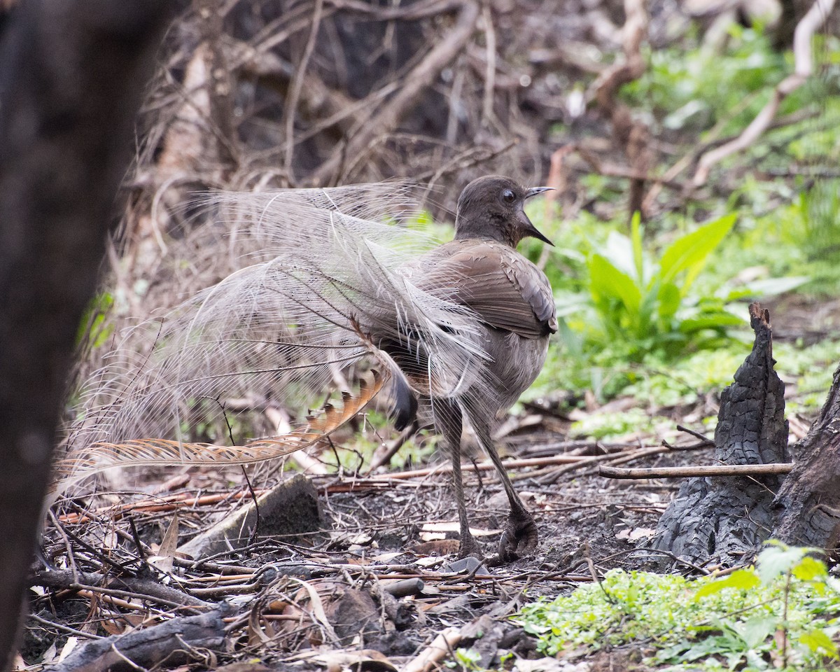 Superb Lyrebird - Kaitlyn O'Brien