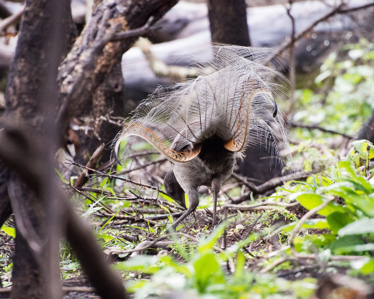 Superb Lyrebird - ML552951601