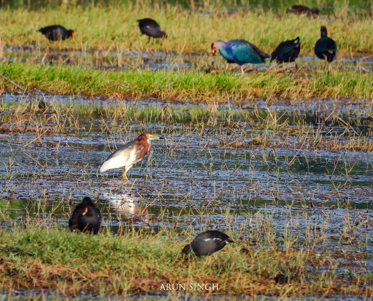 Chinese Pond-Heron - Arun Singh: Andaman Bird Tour