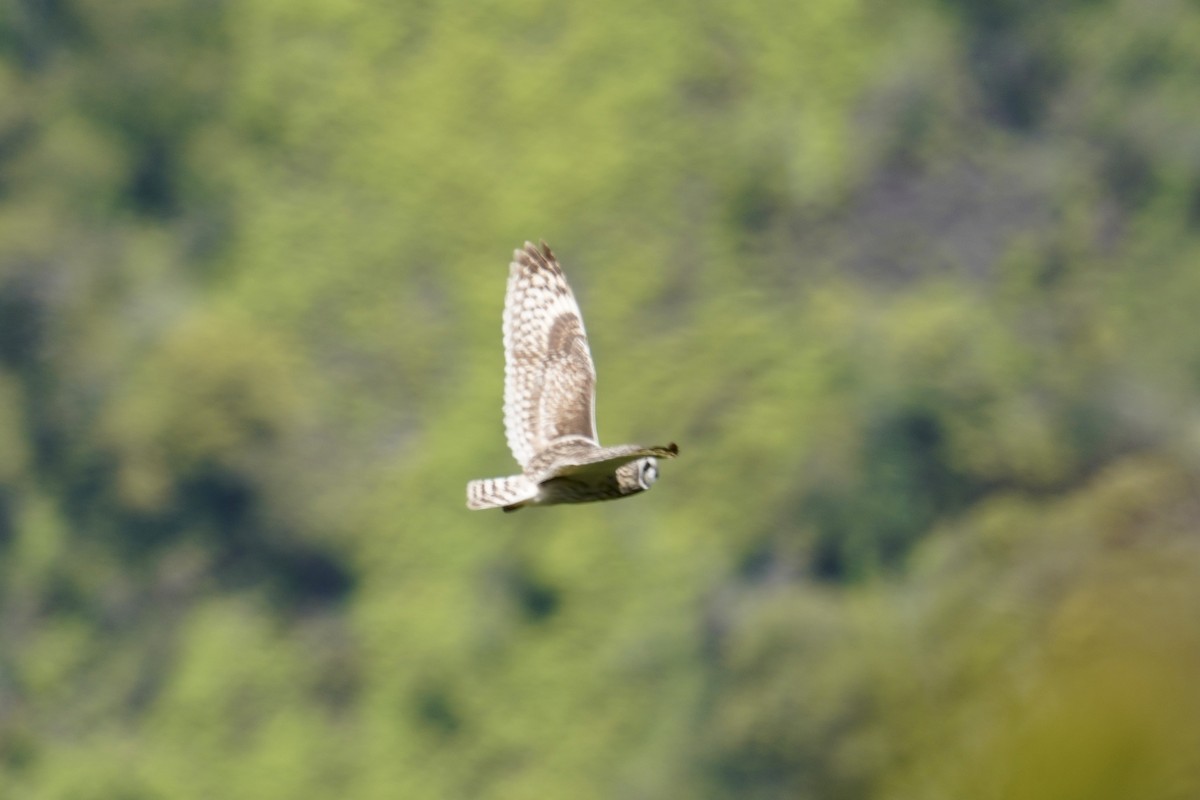 Short-eared Owl (Hawaiian) - ML552952041