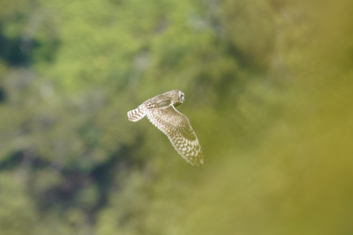 Short-eared Owl (Hawaiian) - ML552952121
