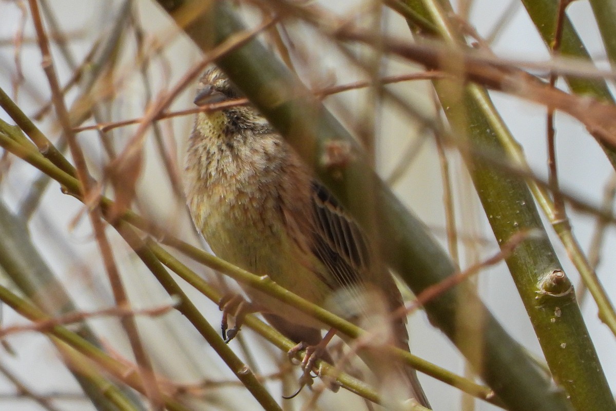 Yellowhammer x Pine Bunting (hybrid) - ML552952981