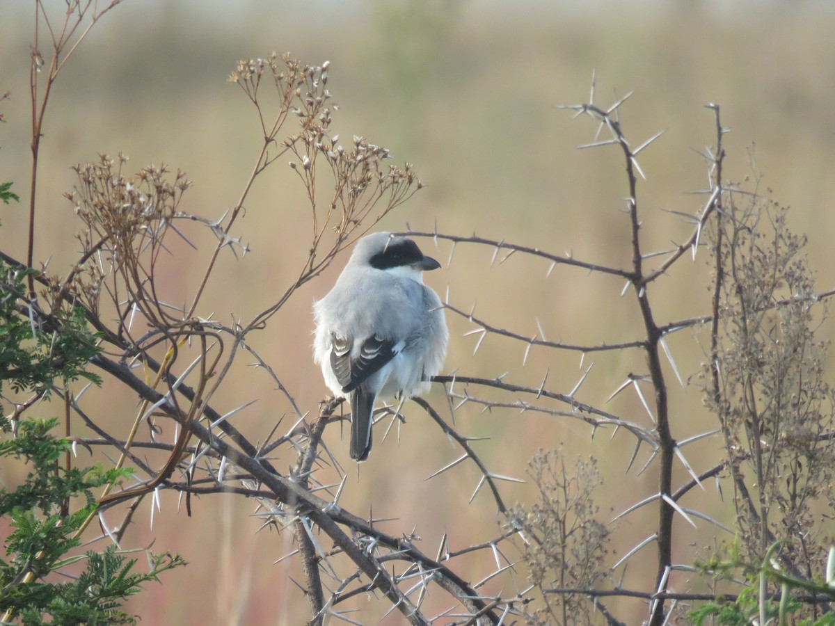 Lesser Gray Shrike - ML552953461