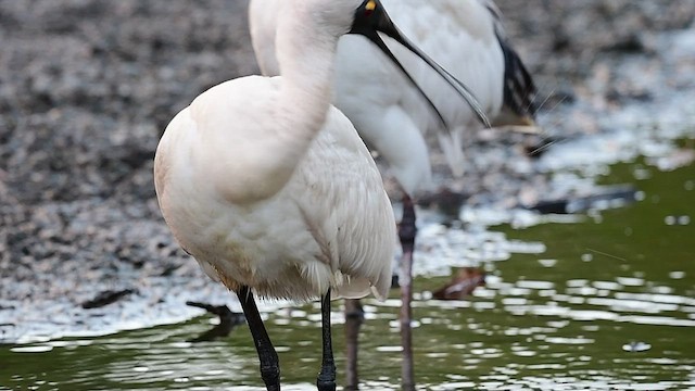 Royal Spoonbill - ML552953821