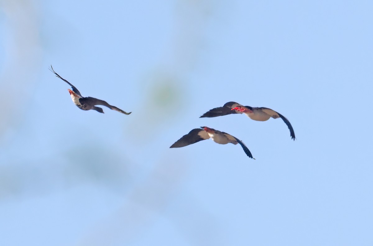 Lesser White-fronted Goose - ML552955431