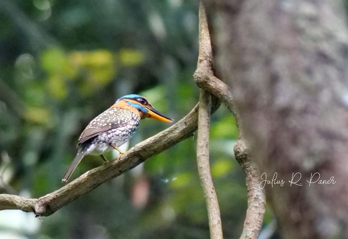 Spotted Kingfisher - ML552956371