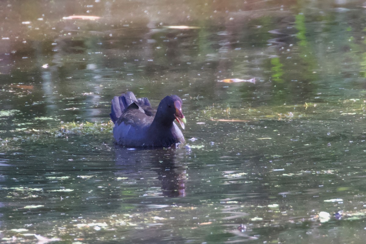 Dusky Moorhen - Dennis Devers