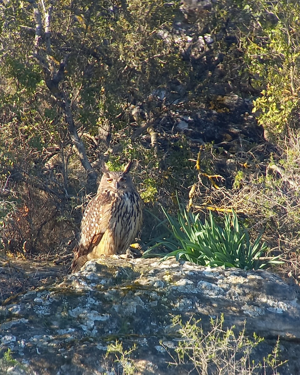 Eurasian Eagle-Owl - ML552956751