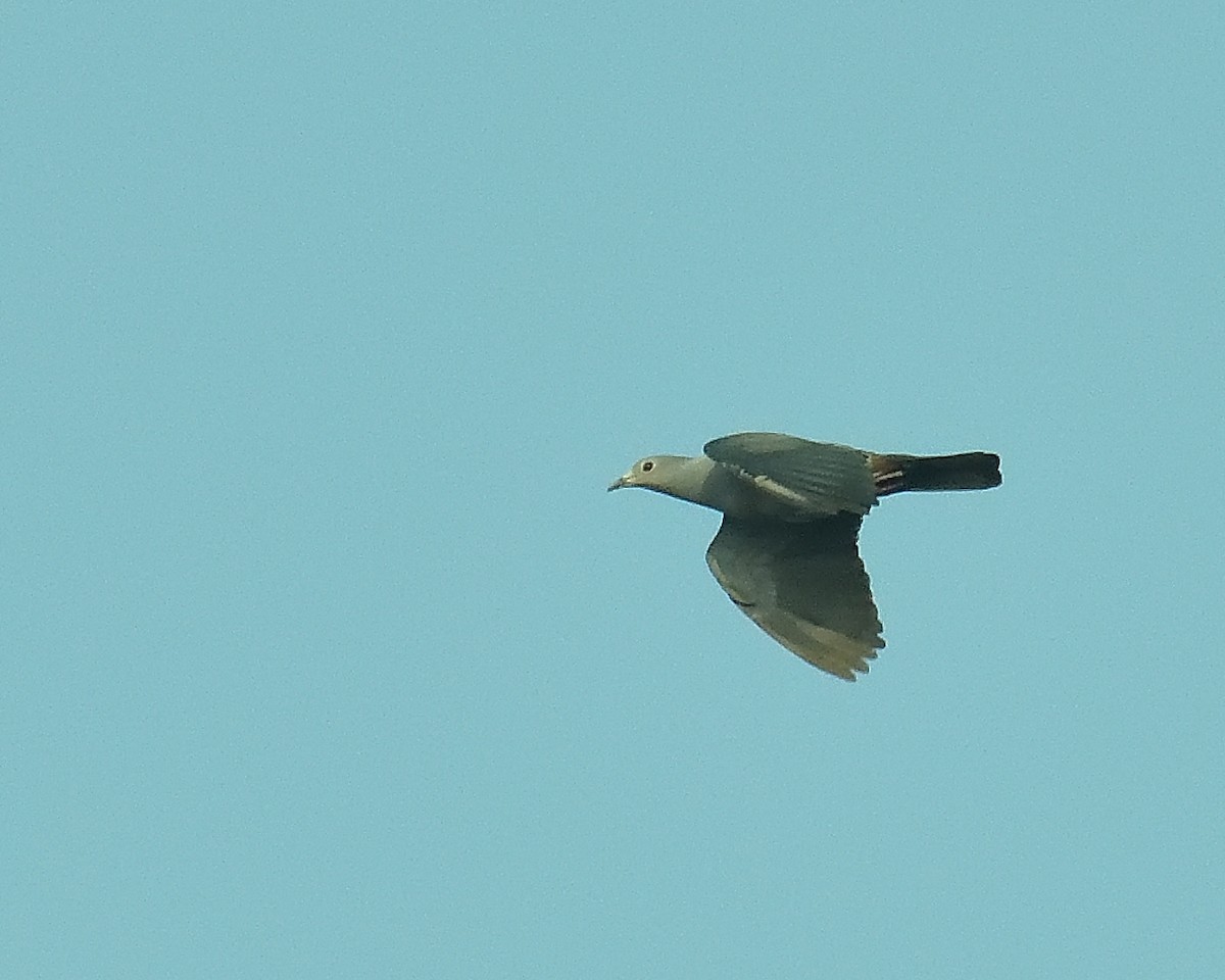 Green Imperial-Pigeon - Mohan C P