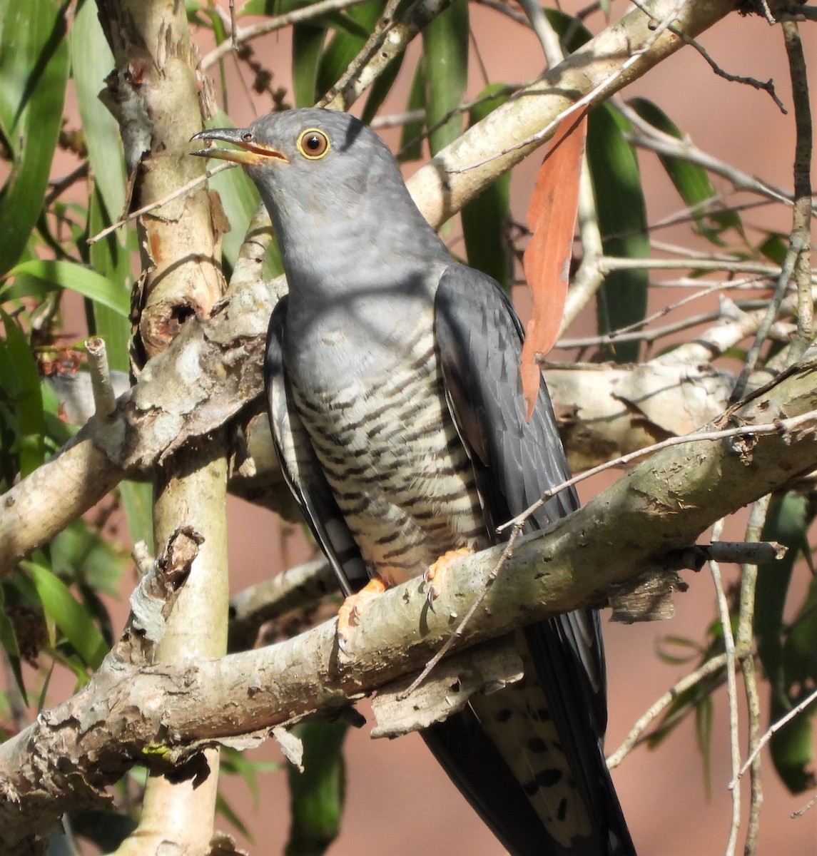 Oriental Cuckoo - ML552957491