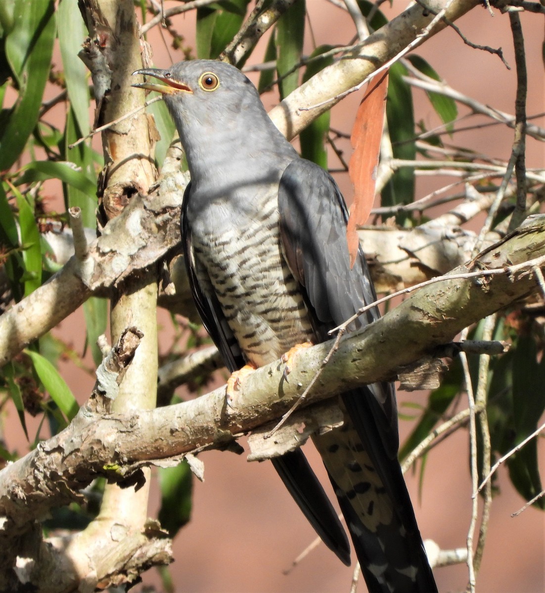 Oriental Cuckoo - ML552957501