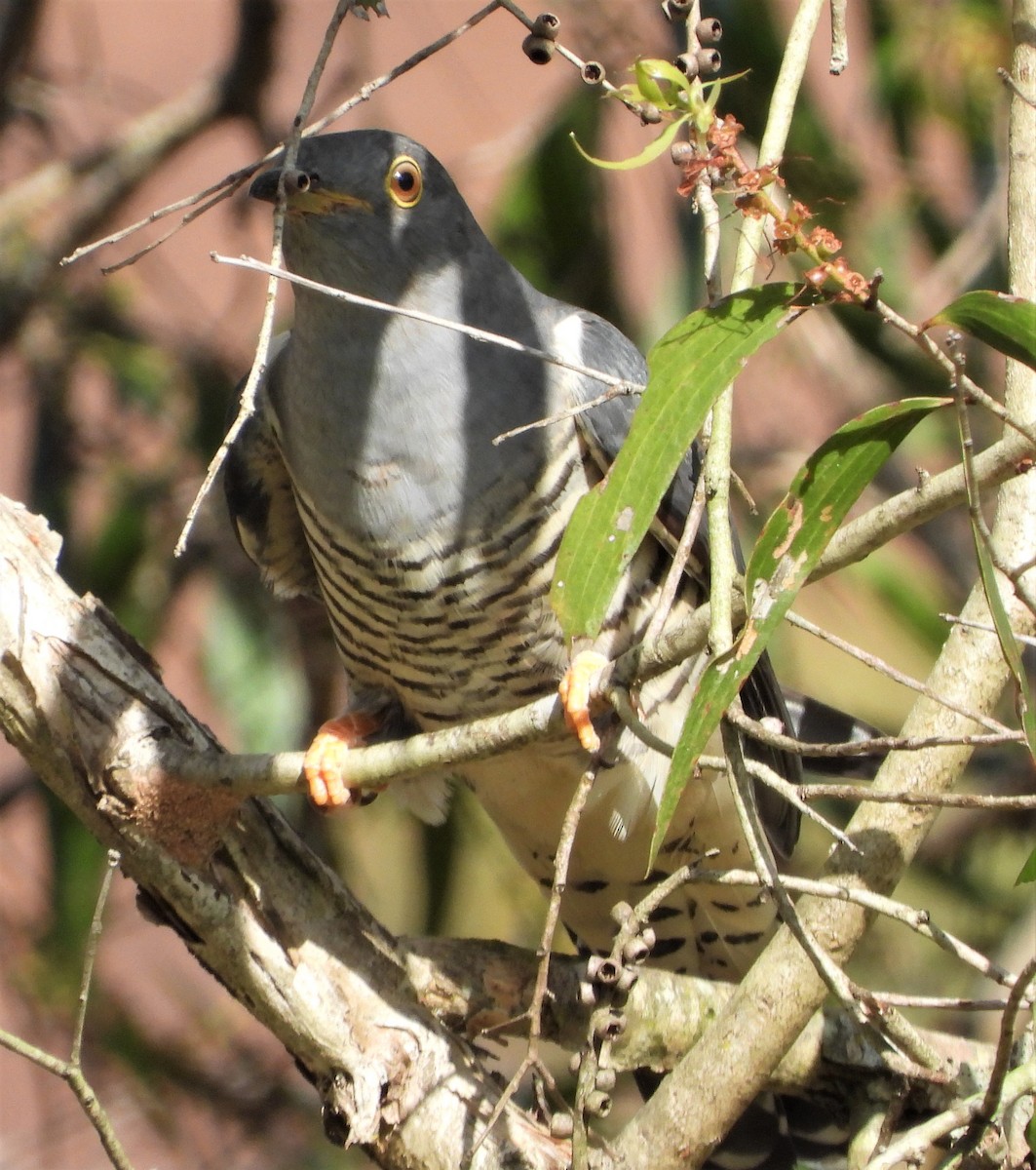 Oriental Cuckoo - ML552957511