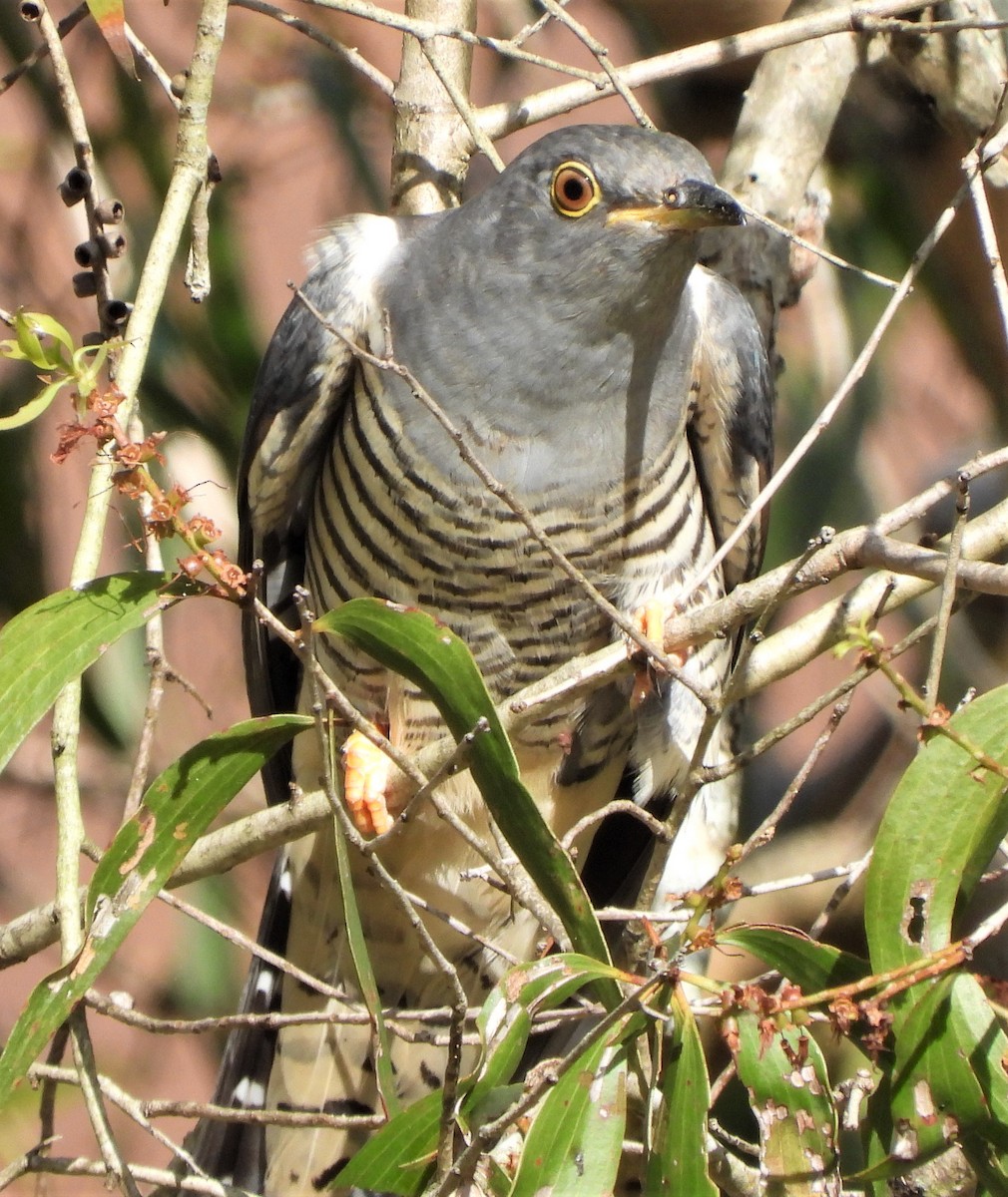 Oriental Cuckoo - ML552957521