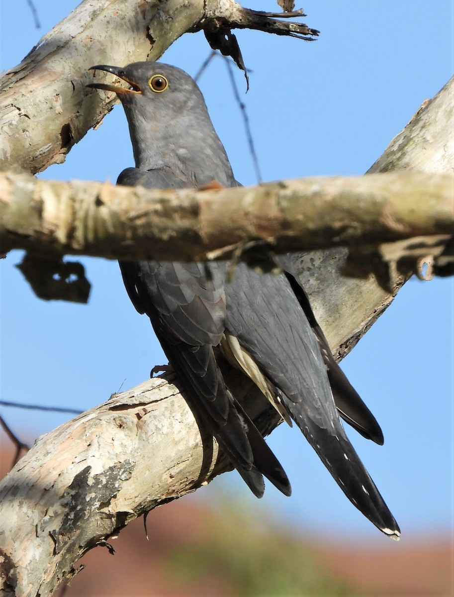 Oriental Cuckoo - ML552957531