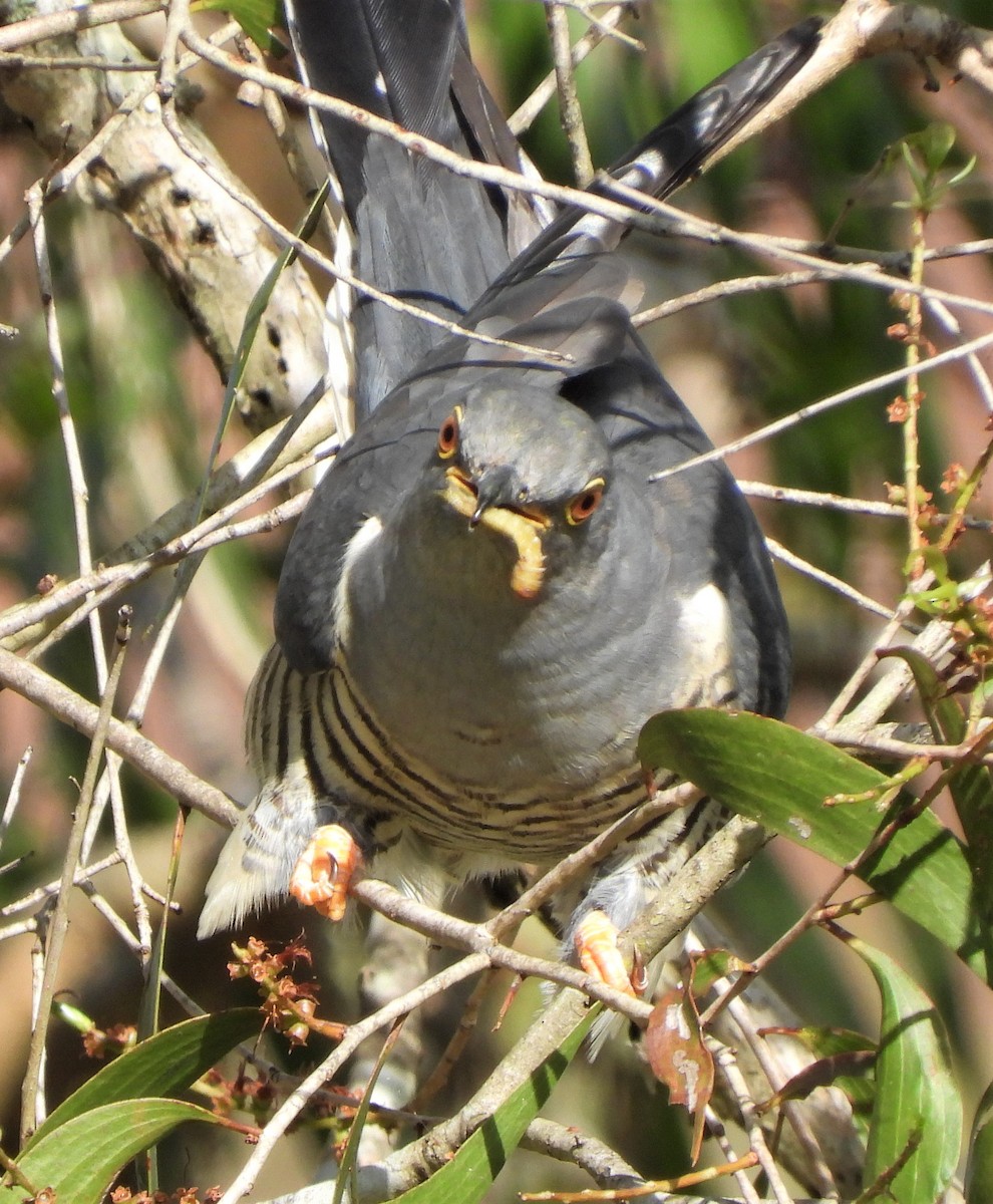 Oriental Cuckoo - ML552957541