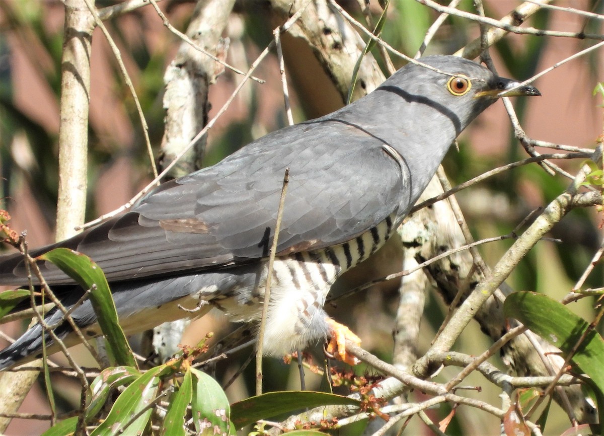 Oriental Cuckoo - Adrian Walsh