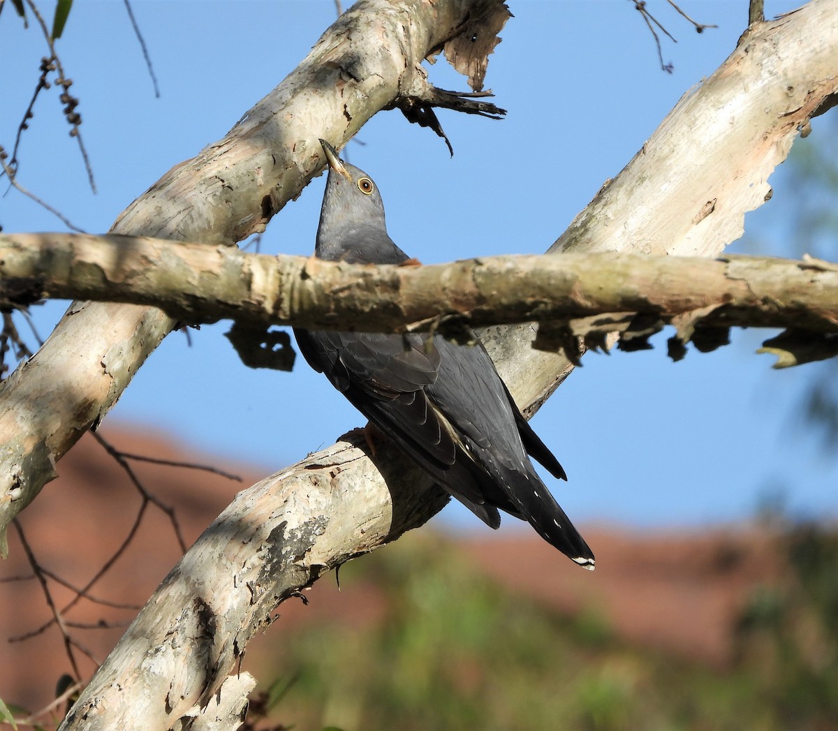 Oriental Cuckoo - ML552957561