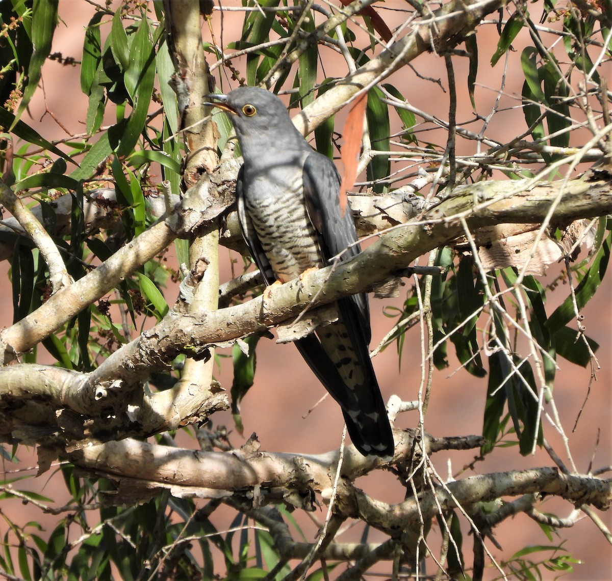 Oriental Cuckoo - ML552957571