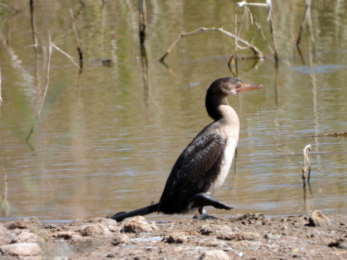 Reed Cormorant - Mauricio del Pozo López