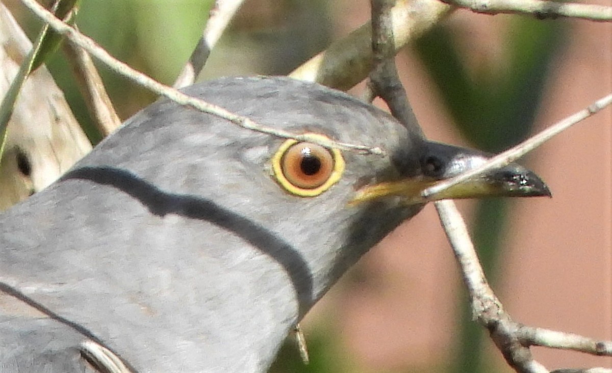 Oriental Cuckoo - ML552958871