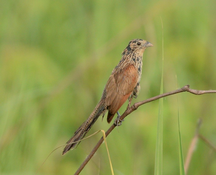 Lesser Coucal - ML55296011