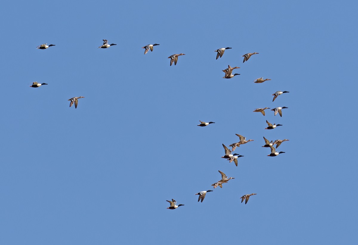 Northern Shoveler - ML552960691