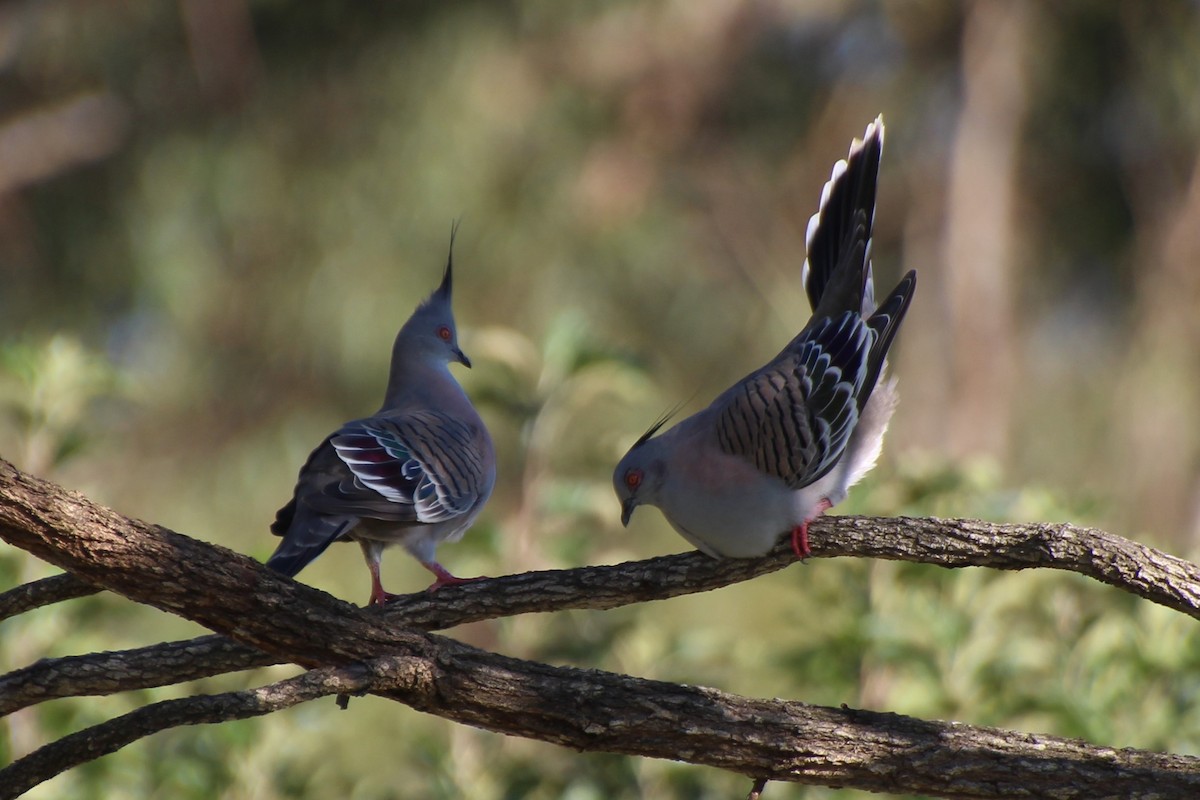 Crested Pigeon - Michael Shearston