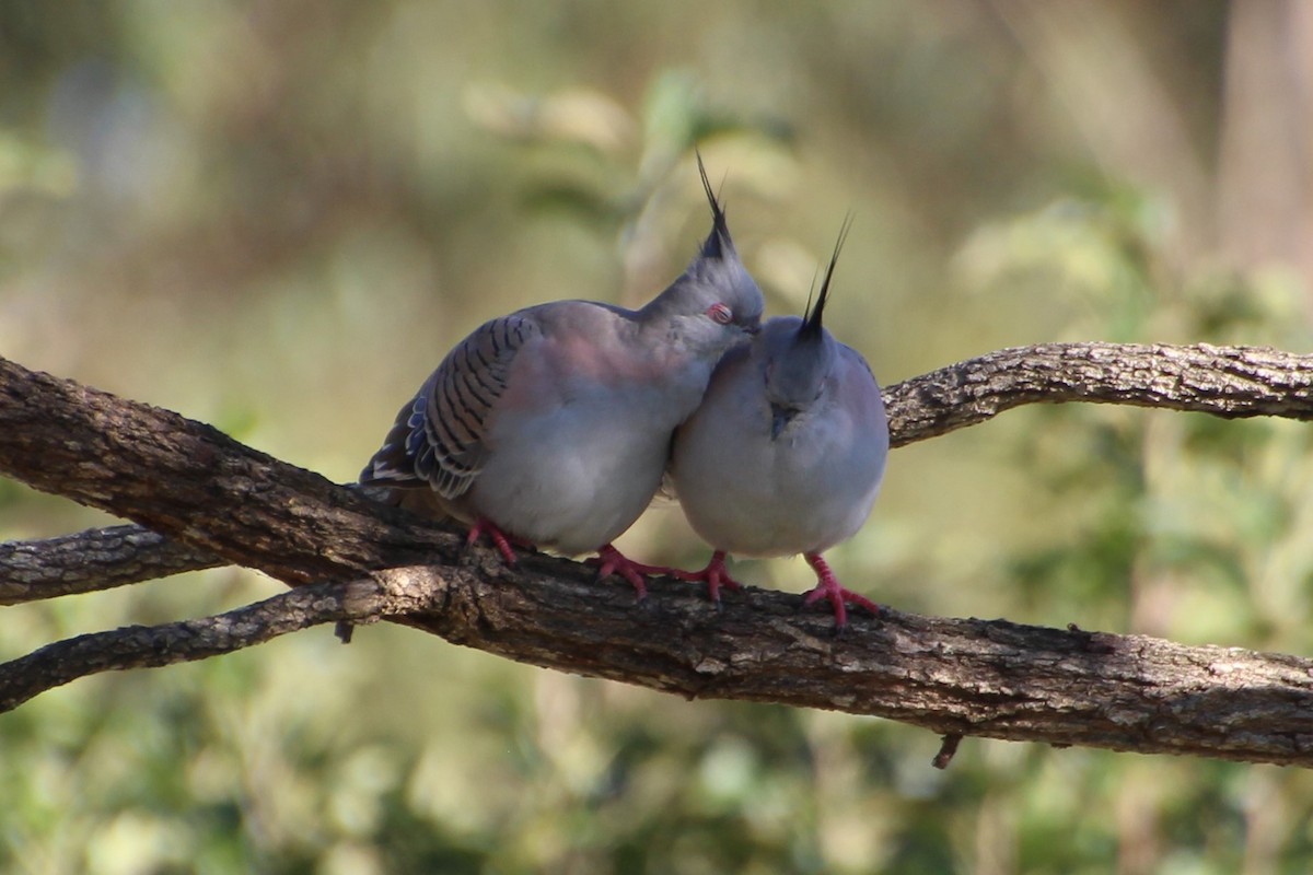 Crested Pigeon - Michael Shearston