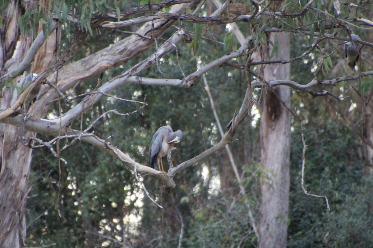 White-faced Heron - Michael Shearston