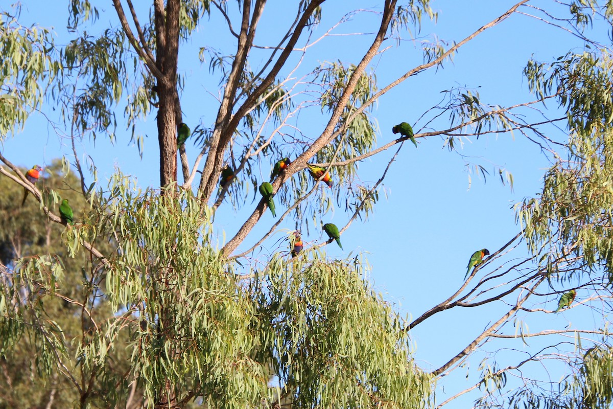 Rainbow Lorikeet - Michael Shearston