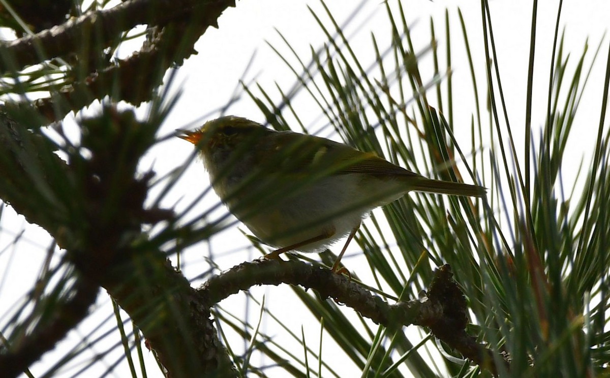 Pallas's Leaf Warbler - ML552963961