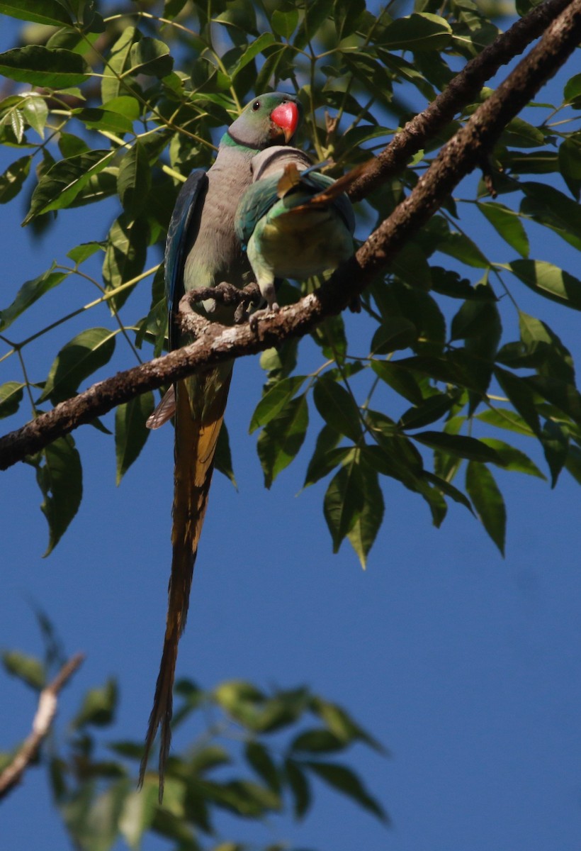 Malabar Parakeet - ML552964221