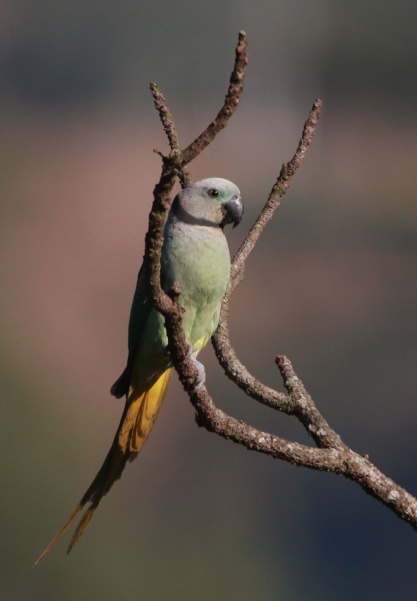 Malabar Parakeet - ML552964461