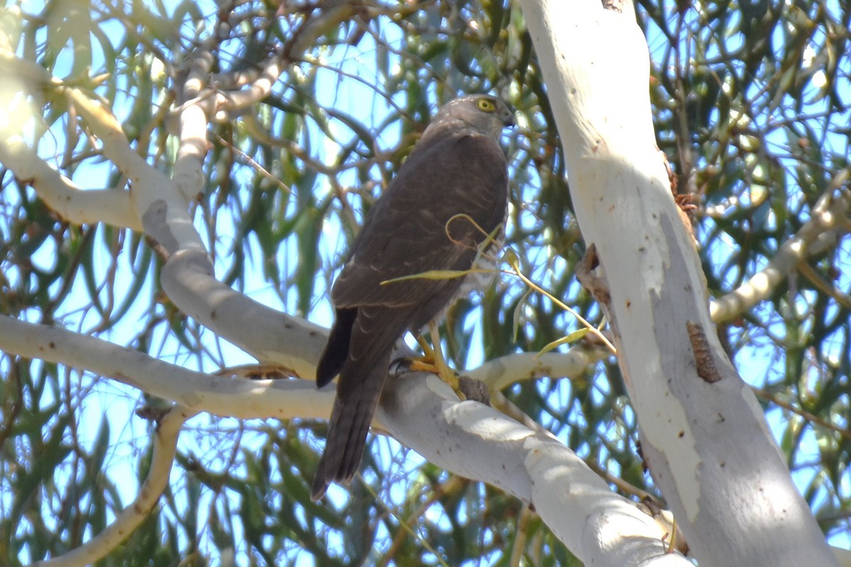 Brown Goshawk/Collared Sparrowhawk - ML552966081