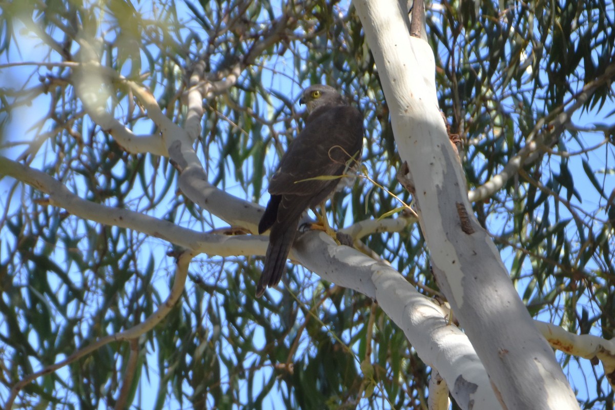 Brown Goshawk/Collared Sparrowhawk - ML552966091